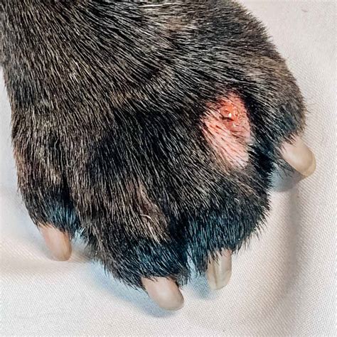 interdigital furuncles  Interdigital cysts in dogs can be painful for your pup and somewhat challenging to treat